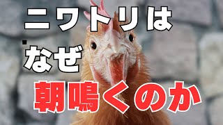 ニワトリは何故朝鳴くのか？