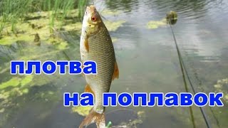 Плотва на что клюет летом