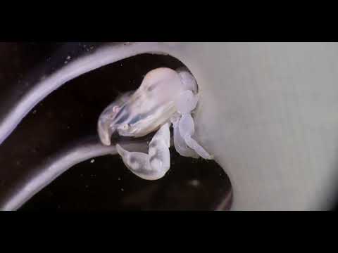 25 True + False Crab B - scuba diving video