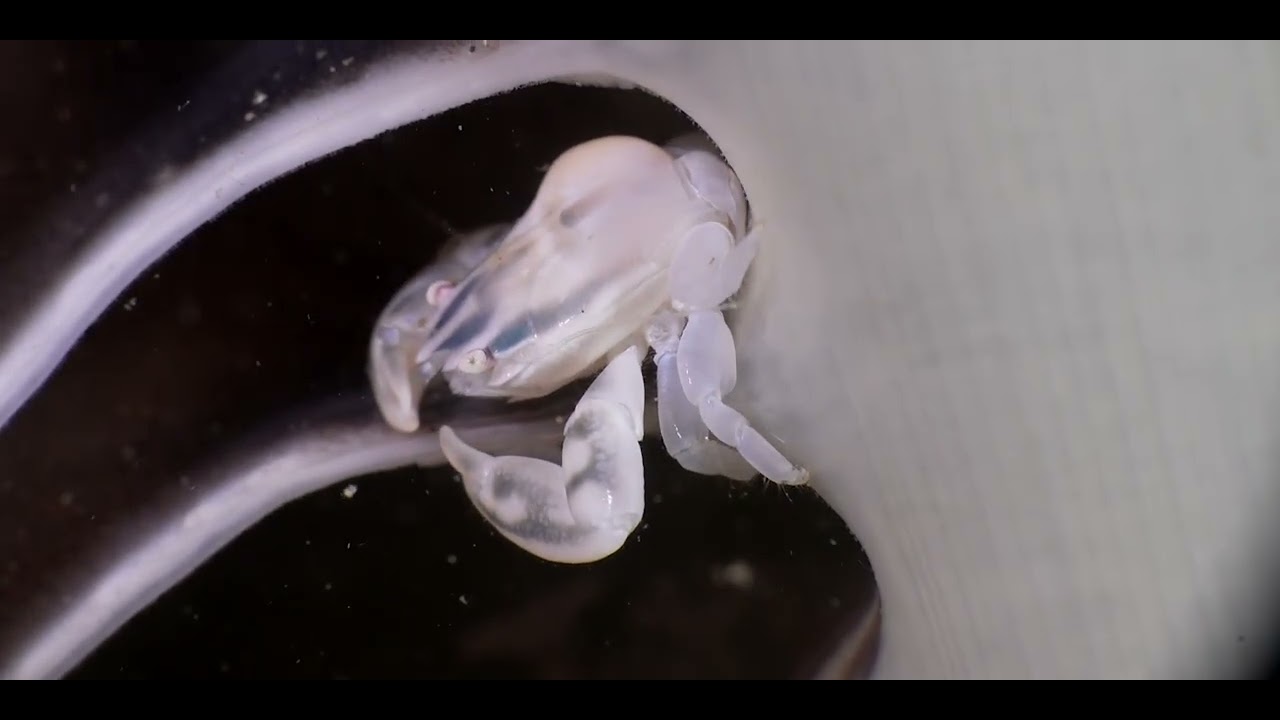 Second of 3 Tropical Pacific Crab videos, genus and species.