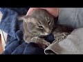 Gray Tabby Cat With Big Paws Loves His Daddy
