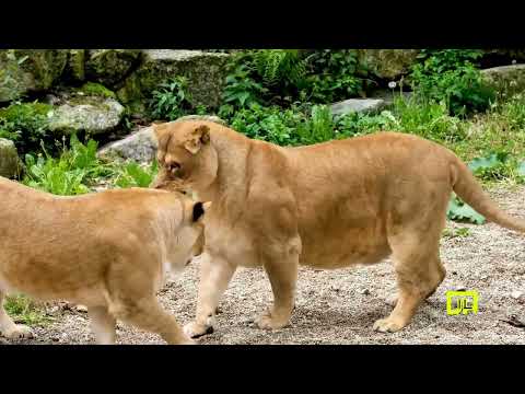 MUROTTAL QURAN | SURAT AT THALAQ Versi Animal Children