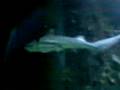 Jaws The Beggining