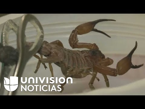 In Cuba, blue scorpion venom is used to make medicines for various diseases.