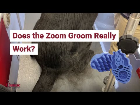 Groomer Tests the Zoom Groom!