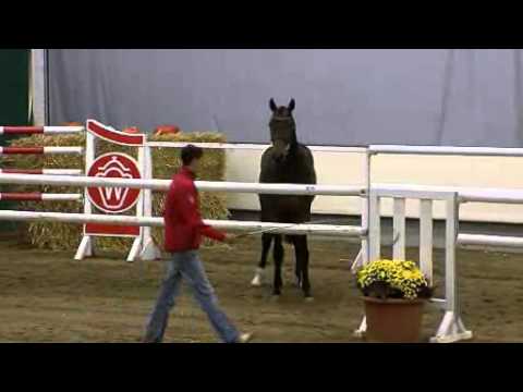 2,5 jähriger Hengst v. Cristallo II-Contender