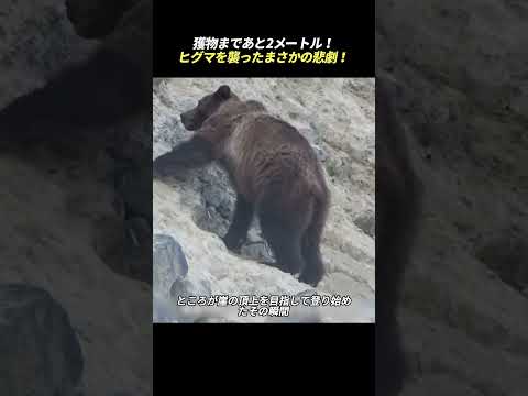 獲物まであと2メートル！ ヒグマを襲ったまさかの悲劇！ #野生動物 #ヒグマ #アイベックス