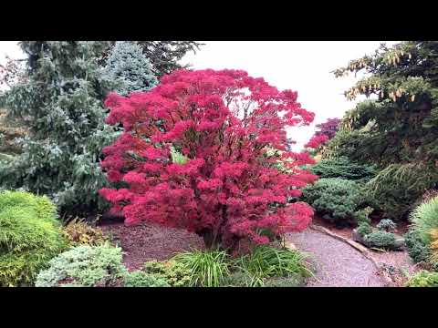 Acer palmatum ...