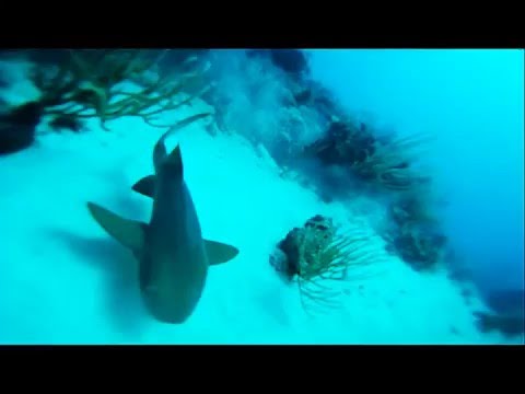 Diving with a shark in Antigua