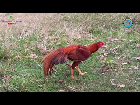 Rooster Crowing Compilation Plus-Rooster Crowing Sound Effect 2020