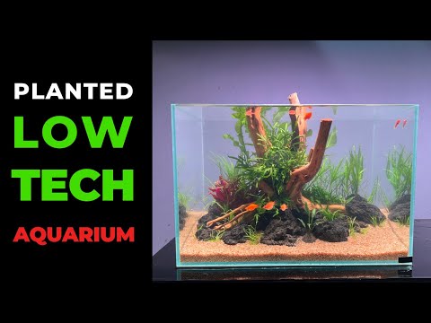 Beginner's Guide to Low Tech Planted Aquarium (Aquascape Tutorial 2024)