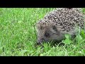 HEDGEHOG SQUEAKING | Sound Effect [High Quality] By Sound Effects
