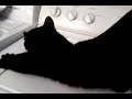 What Da Cat Doin On The Washing Machine