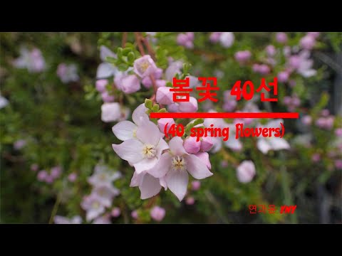 , title : '봄꽃 40선 (40 spring flowers)'