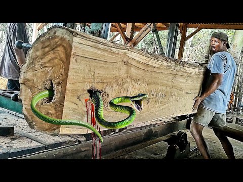 unexpected surprise when sawing teak logs worth hundreds of millions of US dollars