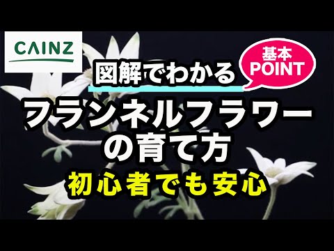 フランネルブッシュ 植物