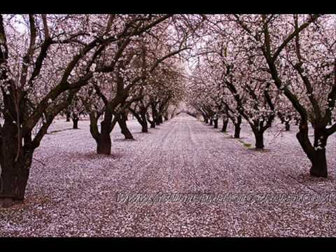 Faun Fables - Apple Trees