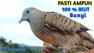 Download lagu Perkutut Lokal Gacor Suara Besar Pancingan Burung Perkutut Agar Cepat Bunyi mp3 Download lagu Perkutut Lokal Gacor Suara Besar Pancingan Burung Perkutut Agar Cepat Bunyi mp3