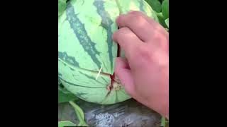 BEST way to OPEN a watermelon PART 2 🍉 #melon #watermelon #fruit