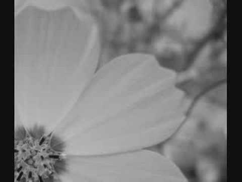 Amel Larrieux-Infinite Possibilities