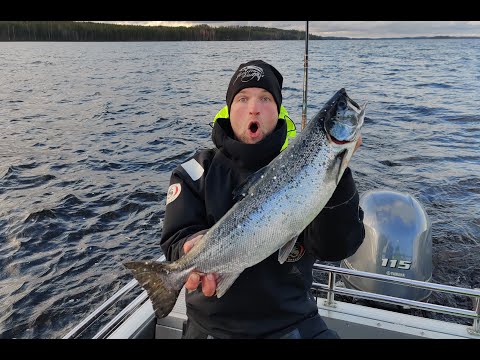 Höytiäisen taimen ja 64cm järvilohi!