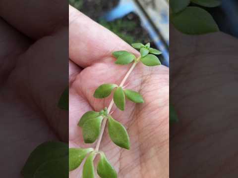 苗が枯れるのを防ぐにはどうすればよいですか？発芽した植物が剛性を欠いて倒れた場合はどうすればよいですか？  庭園