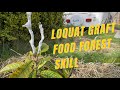 Loquat Graft, FOOD FOREST SKILL, Pacific Northwest Food Forest Olympic Peninsula, Cleft Graft