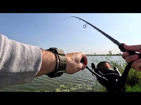 Pescuit balta Oarja, cărășeală iunie 2025 🐟