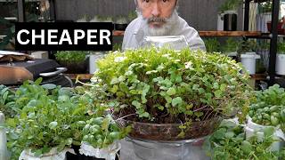 Cheaper Grow Medium and Loads of Microgreens