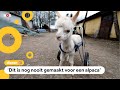 Baby-alpaca kan rennen dankzij gloednieuwe rolstoel