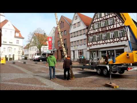 Wie in Giengen der Maibaum aufgestellt wird