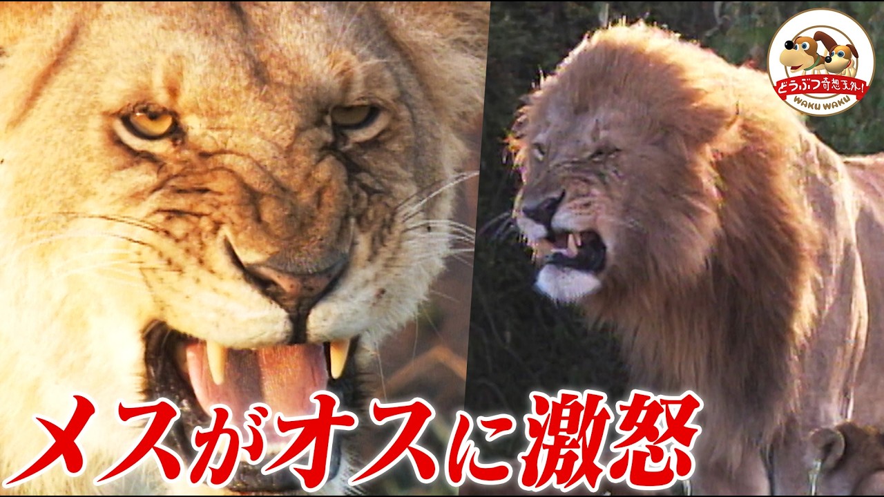 【ブチギレたメス】オス同士の対立に巻き込まれた子ライオンに悲劇が〜怒り心頭のメスたちはついにオスを追放！（マザーアフリカ・ライオン集団の試練②）【どうぶつ奇想天外／WAKUWAKU】