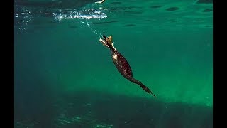 Shag hunting fish (Cormorant)