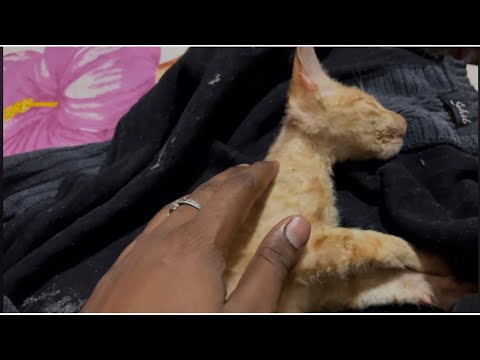 Munnu ab es duniya me nahi rahi #newvlog #hemubabavlogs