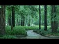 Listen to the rain on the forest path(3), relax, reduce anxiety, and sleep deeply
