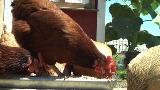 preview picture of video 'Chaney Hobby Farm - Chickens'