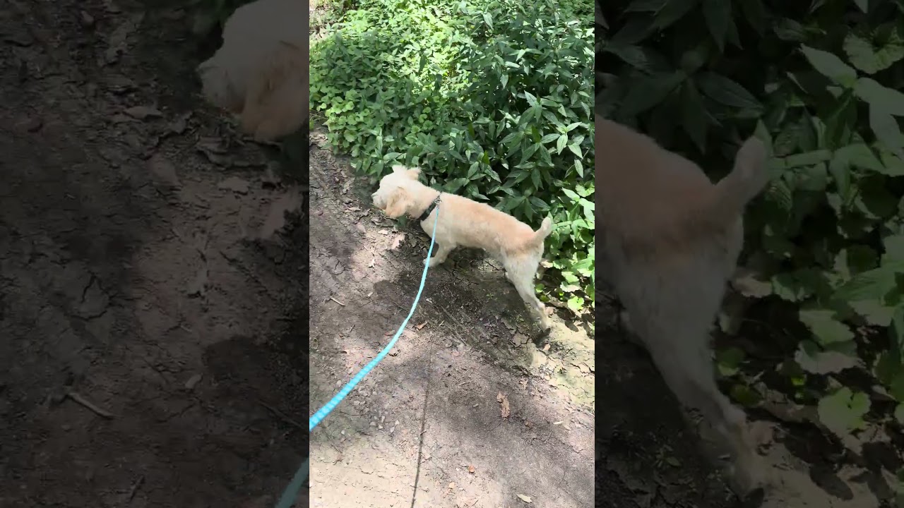 Clancy, a Adoptable mixed breed in Princeton, MA video 6/6