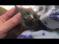 Baby flying-fox squeaks:  this is Freckle (aka Squeakie)