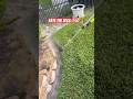String Trimmer Vs Blade Edger Which Is BETTER