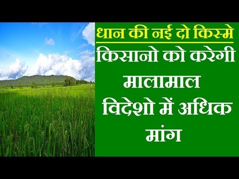 New Pusa Variety of Paddy