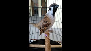 Download lagu Burung Gereja Gacor Suara Keras Jernih mp3