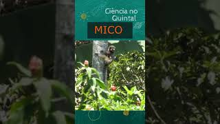 MICOS, SAGUIS OU SOINS: os menores macacos do mundo! #educaoecincia