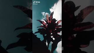 Download lagu Status WA bukan cinta biasa(siti nurhaliza) mp3