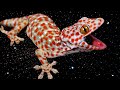 Suara Tokek Asli Suara Tokek Yg Keras Seram Sound Of Tokay Tắc Kè เสียงตุ๊กแ�