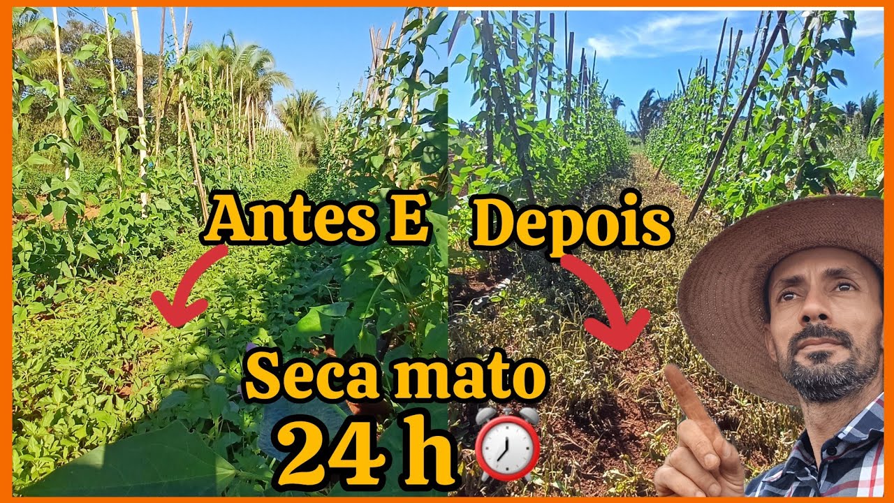 🌿🌿Herbicida de contato Diquati,seca mato 🌿🌿🌿.