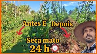 🌿🌿Herbicida de contato Diquati,seca mato 🌿🌿🌿.