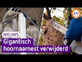Enorm aziatisch hoornaarnest uit boom gehaald