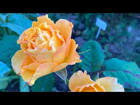 Orange Reeva very interesting, long lasting blooming florist rose. Ideal pair for Heinz Winkler