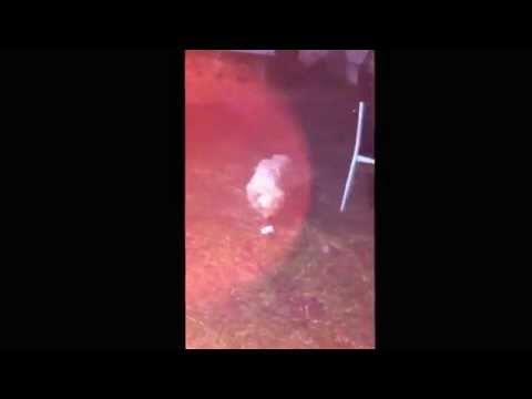 Bobby East eating Serviettes at a Braai Party... No beef but that's his real name!!!