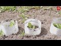 Moestuinders vieren een klein feestje: het is IJsheiligen